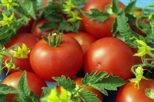  Tomatensorten Weiße Füllung