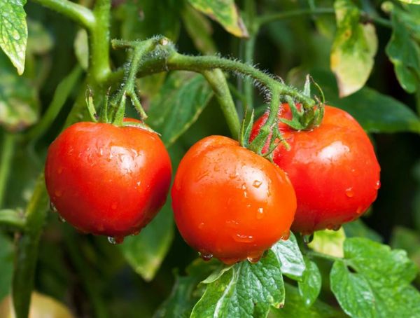  Bis zu 3 kg Tomaten werden aus einem Busch geerntet