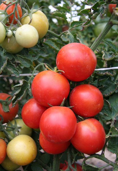  Unreife Tomaten sind weiß lackiert