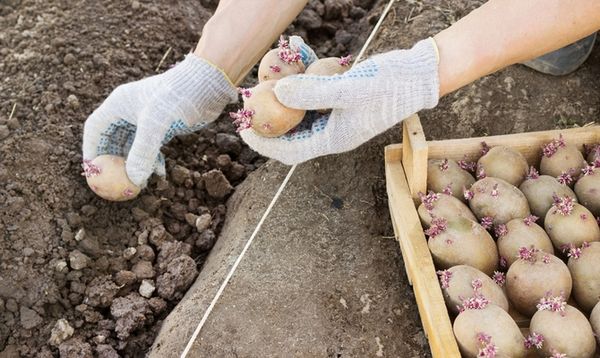  Wann werden Kartoffeln gemäß den nationalen Zeichen angepflanzt