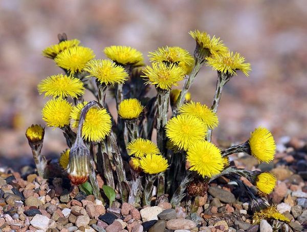  30 Tage nach Beginn der Blüte können Frühkartoffeln Hühnerfuß angepflanzt werden