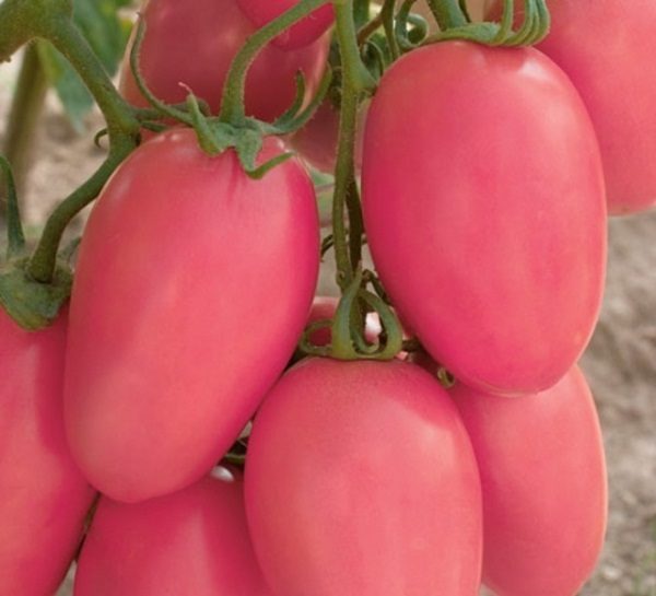  Tomatenanfänger rosa