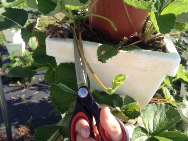  Berry a besoin de lumière, d’enlever les moustaches, d’arroser tous les deux jours, de maintenir la température