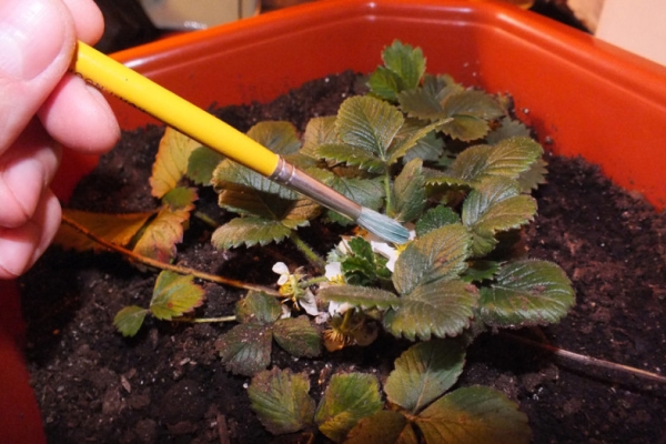  Pour la pollinisation en serre, vous pouvez utiliser un ventilateur ou une brosse douce.