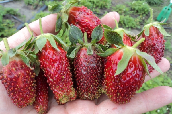  Strawberry Merchant: Beschreibung und Merkmale der Sorte, Anpflanzung und Pflege