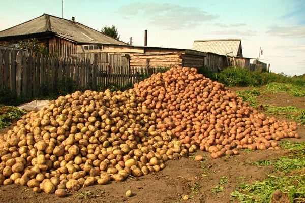  Dünger Kartoffelformel hilft, eine reiche und qualitativ hochwertige Ernte von Kartoffeln zu erhalten