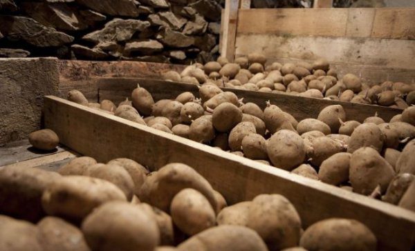  Variété Tuleyevsky stockée séparément des autres variétés de plantation