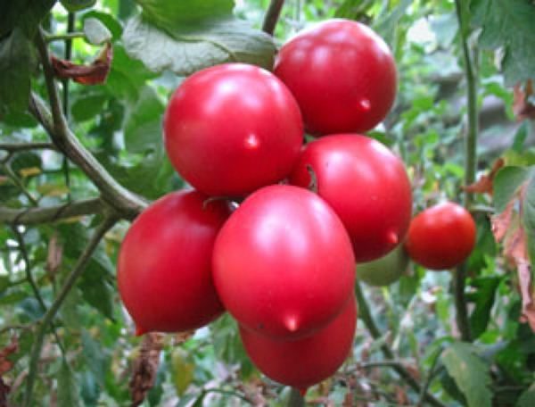  Cultar de tomate De Barao