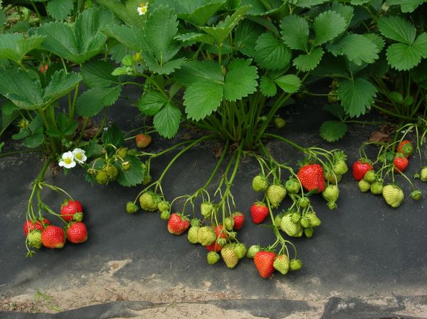  Planter des fraises sous le film