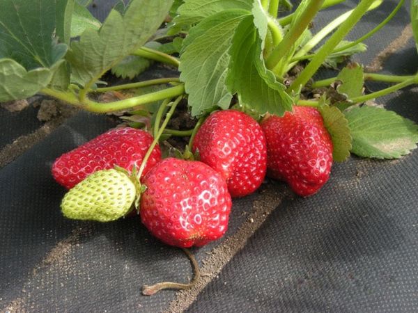  Erdbeeren laichen schneller unter schwarzer Folie