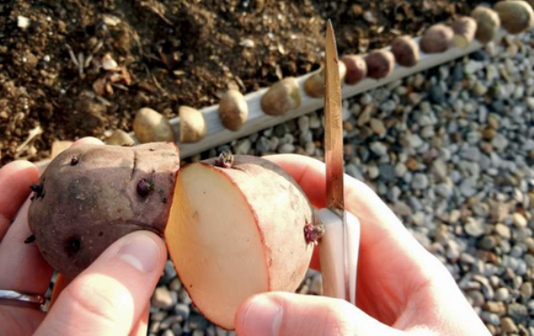  Einige Tage vor dem Pflanzen sollten die Samenknollen der Tuleyevsky-Kartoffeln geschnitten werden und sich in diesem Zustand bereits aufwärmen lassen.