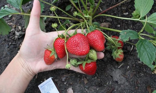  Les variétés d'aliments pour animaux doivent être extrêmement prudentes.