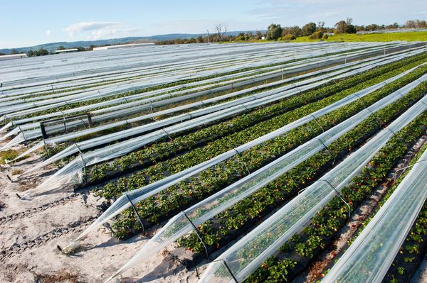  Les engrais minéraux doivent être utilisés dans la culture industrielle de la fraise