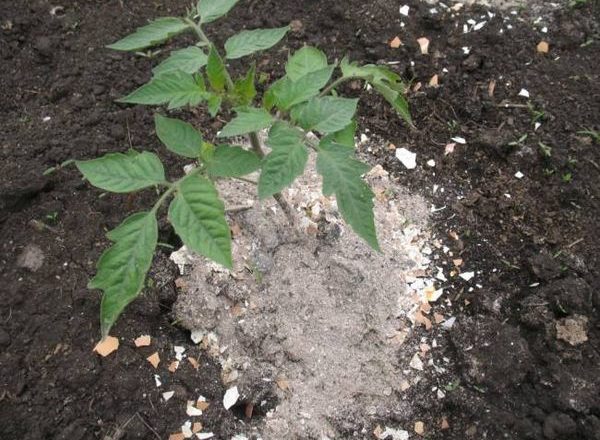  Top-Dressing-Tomaten