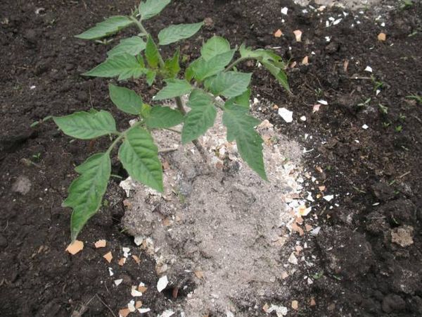  Top-Dressing-Tomaten