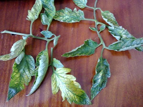  Bei einem Chlormangel auf den Blättern der Tomaten tritt eine Chlorose auf