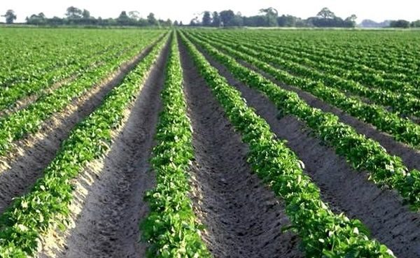  champ de pommes de terre