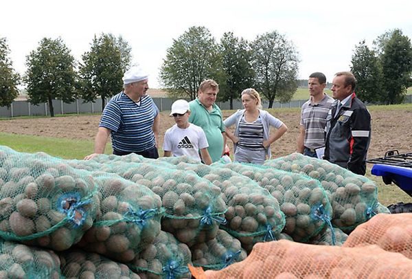  champ de pommes de terre