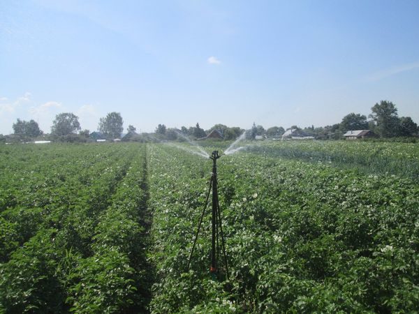  arroser les pommes de terre