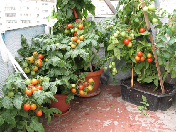  Pour la culture de tomates balcon approprié, orienté au sud-est ou sud-ouest