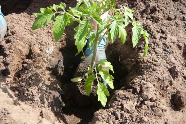  Tomatensämlinge im Boden pflanzen