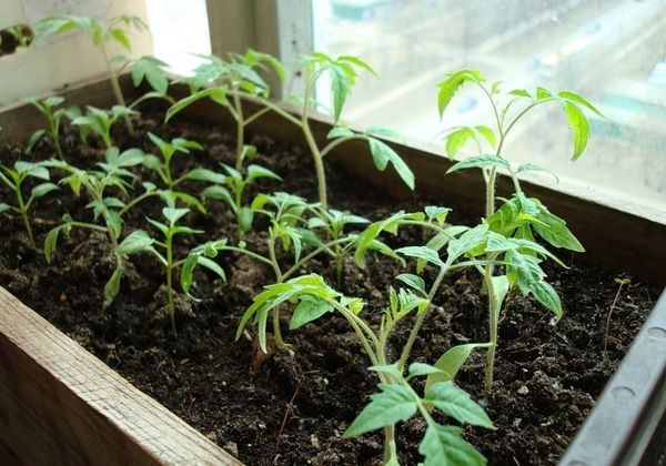  À la maison, les plants peuvent être cultivés sur un rebord de fenêtre bien éclairé