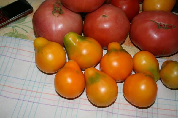  Les petites tomates conviennent bien pour la mise en conserve, les grandes - pour les salades