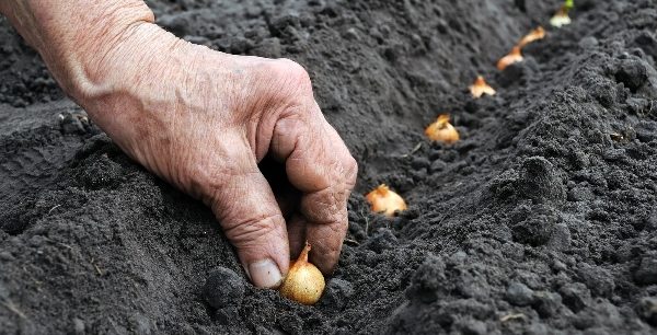  Die im Spätsommer oder Frühherbst gepflanzte Zwiebel zeichnet sich durch ihre hohe Keimfähigkeit aus.