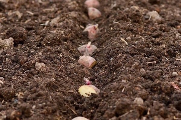  planter des pommes de terre