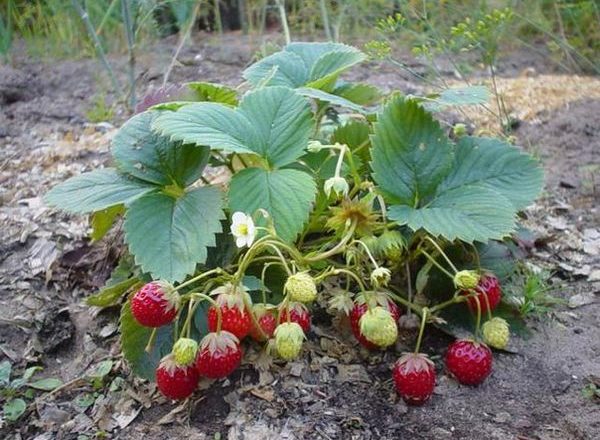  Was nach Erdbeeren pflanzen