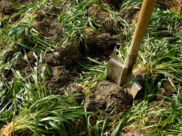  La plantation de semences permettra de saturer le sol en humus