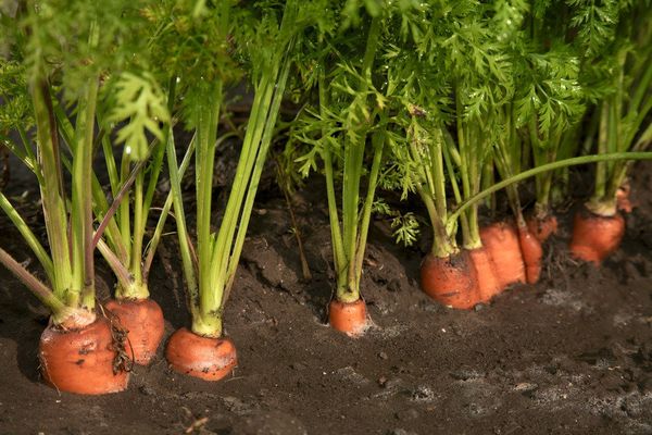  La meilleure récolte à planter après les fraises est la carotte