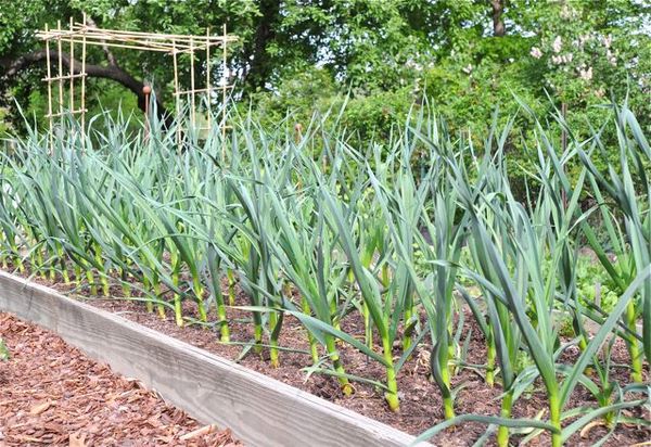  In der ersten Saison nach Erdbeeren wird empfohlen, Knoblauch anzupflanzen