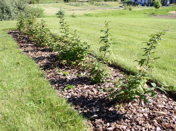  Das Anpflanzen von Himbeeren nach Erdbeeren ist streng verboten, da dieselben Krankheiten besiegt werden