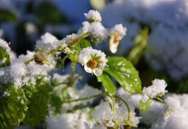  Erdbeerblume unter dem Schnee