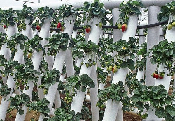  Cultiver des fraises dans des tuyaux en PVC