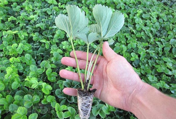  Les plants doivent être distribués dans des pots et conservés pendant 6 jours.