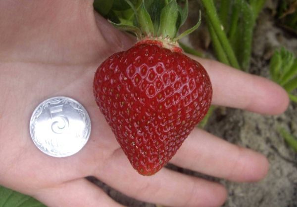  La taille et la forme des variétés de fraises Corona