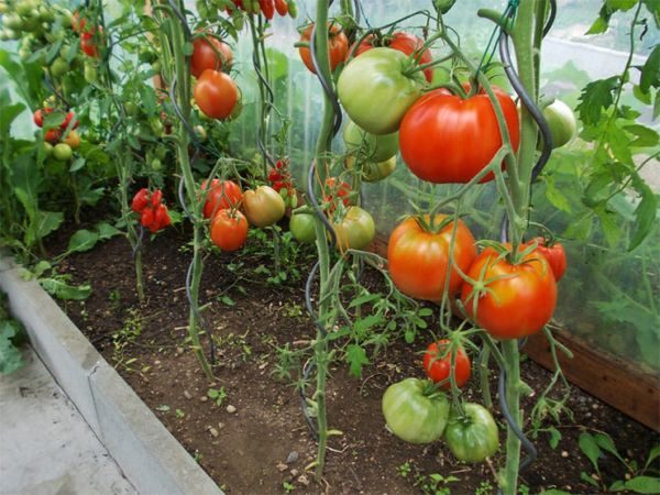  verschiedene Tomaten