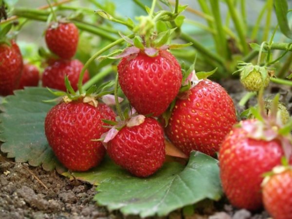  Fraises Elvira dans le jardin