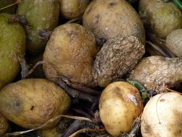  Die oberste Lage der gefrorenen Kartoffeln entfernen, die Knollen sortieren, gründlich waschen und trocknen