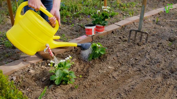  Reparatur-Erdbeeren müssen häufiger als normal bewässert werden.