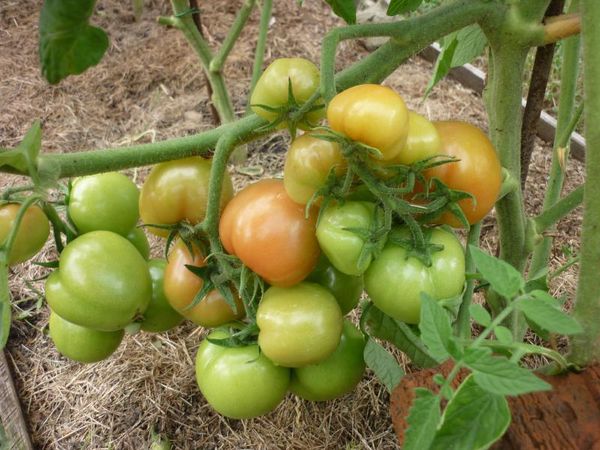  Tomate Sanka braucht kein Strumpfband und keine Wiege