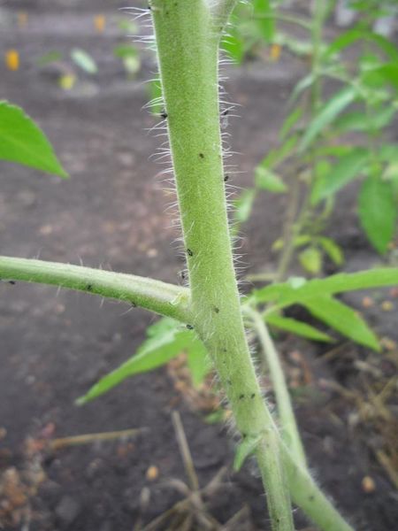  Blattläuse auf Tomatenstiel