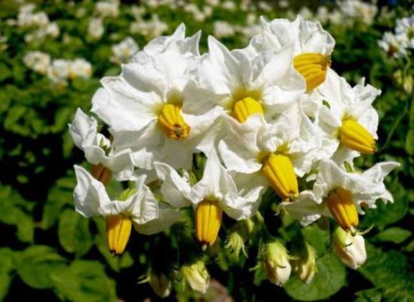  Les corolles de fleurs de pomme de terre Tuleyevsky sont souvent très grandes, blanches