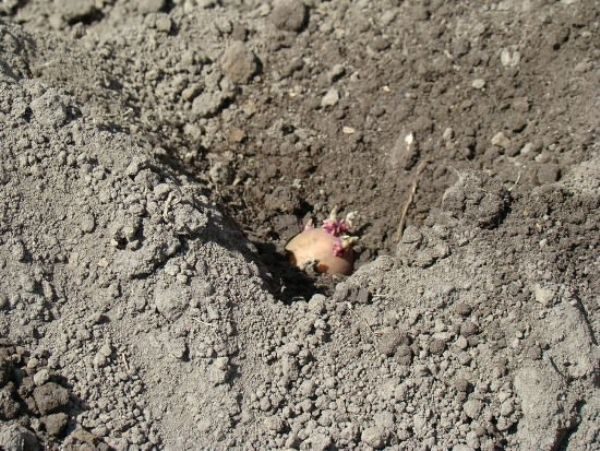  Die Bedingungen für den Anbau von Kartoffeln Colette sind in den Regionen sehr unterschiedlich