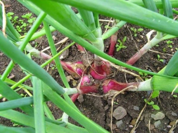  Reife Schalotte auf dem Gartengrundstück