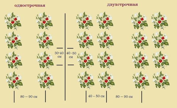  Le schéma de planter des fraises Jolie