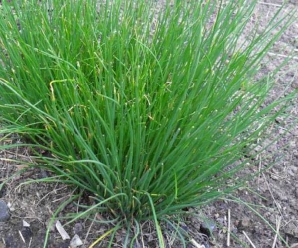  Mehrjährige Zwiebeln im Garten