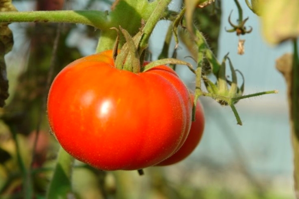  Tomaten sibirisch frühreif: Beschreibung der Sorte, Anbau und Pflege